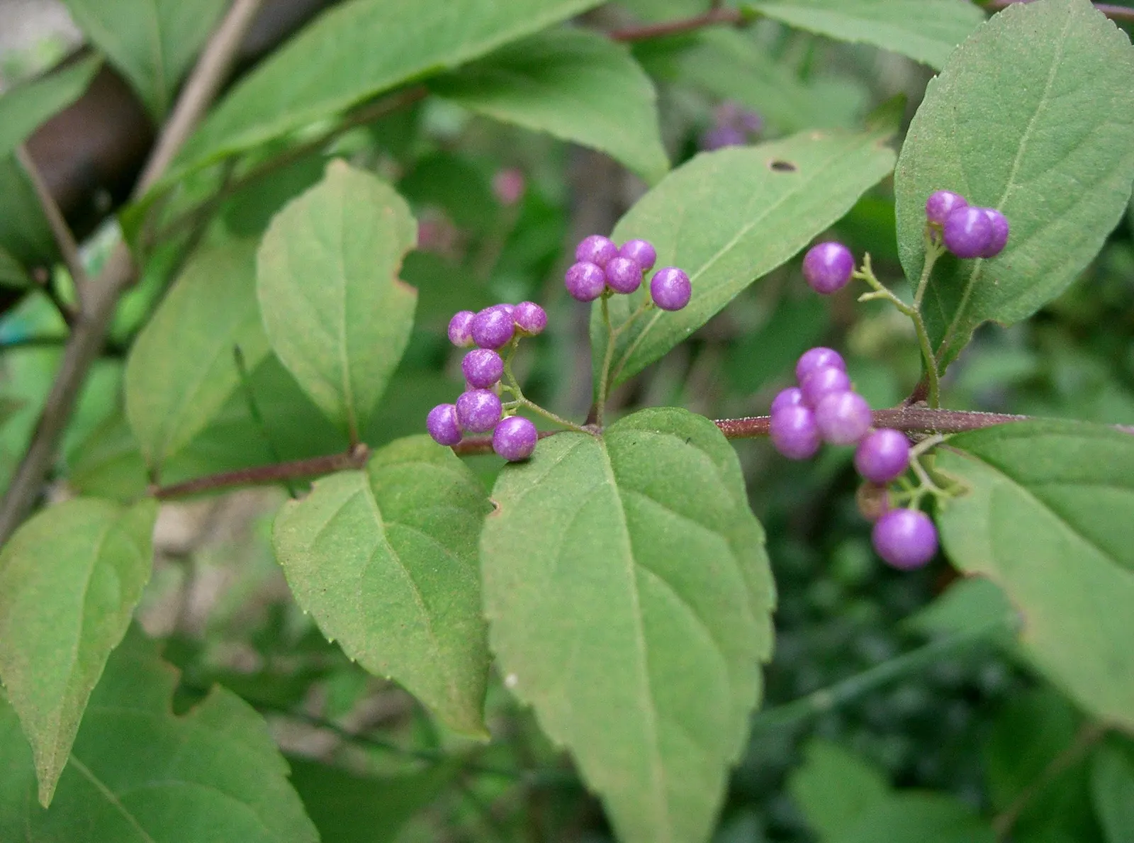 Purple Beautyberry, Chinese Beautyb (Callicarpa Dichotoma) — This low-maintenance shrub requires minimal pruning