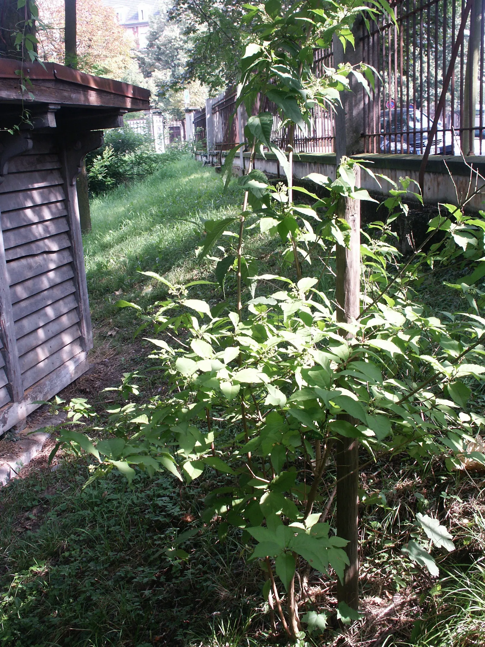 Purple Beautyberry, Chinese Beautyb (Callicarpa Dichotoma) — It reaches 4 to 6 feet in height and spreads approximately 4 feet; providing a fresh backdrop for