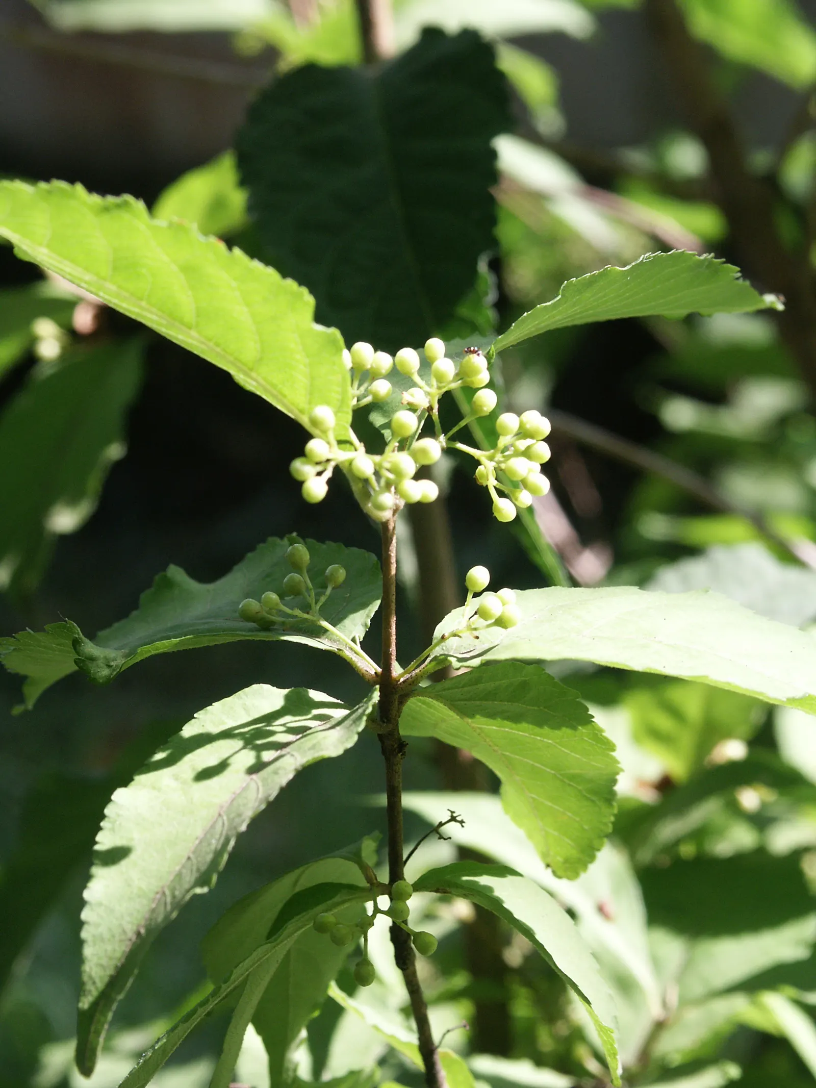 Purple Beautyberry, Chinese Beautyb (Callicarpa Dichotoma) — adding dynamic wildlife interest to the garden setting