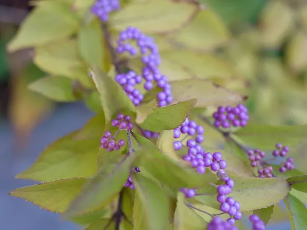 Purple Beautyberry, Chinese Beautyb (Callicarpa Dichotoma) — In summer, small pink flowers bloom, making way for berry clusters in fall