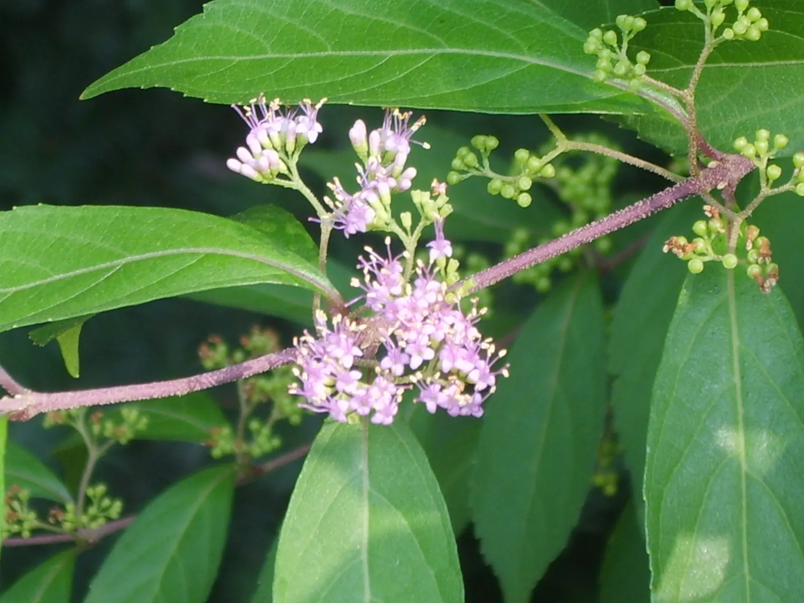 Purple Beautyberry, Chinese Beautyb (Callicarpa Dichotoma) — the berries attract an array of birds