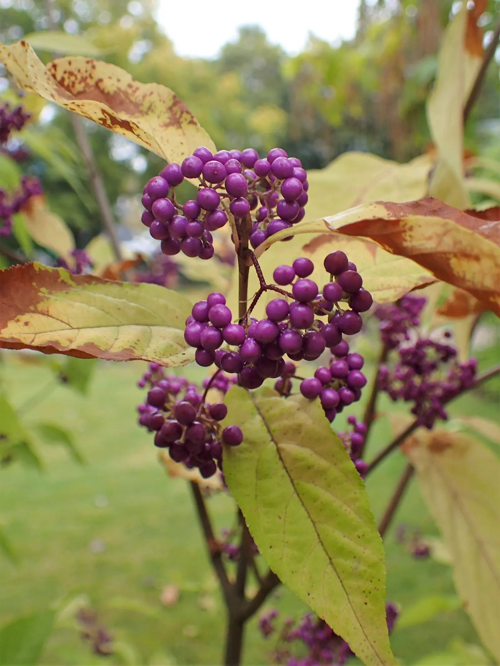 Purple Beautyberry, Chinese Beautyb (Callicarpa Dichotoma) — bright green leaves that measure about 1 to 3 inches long