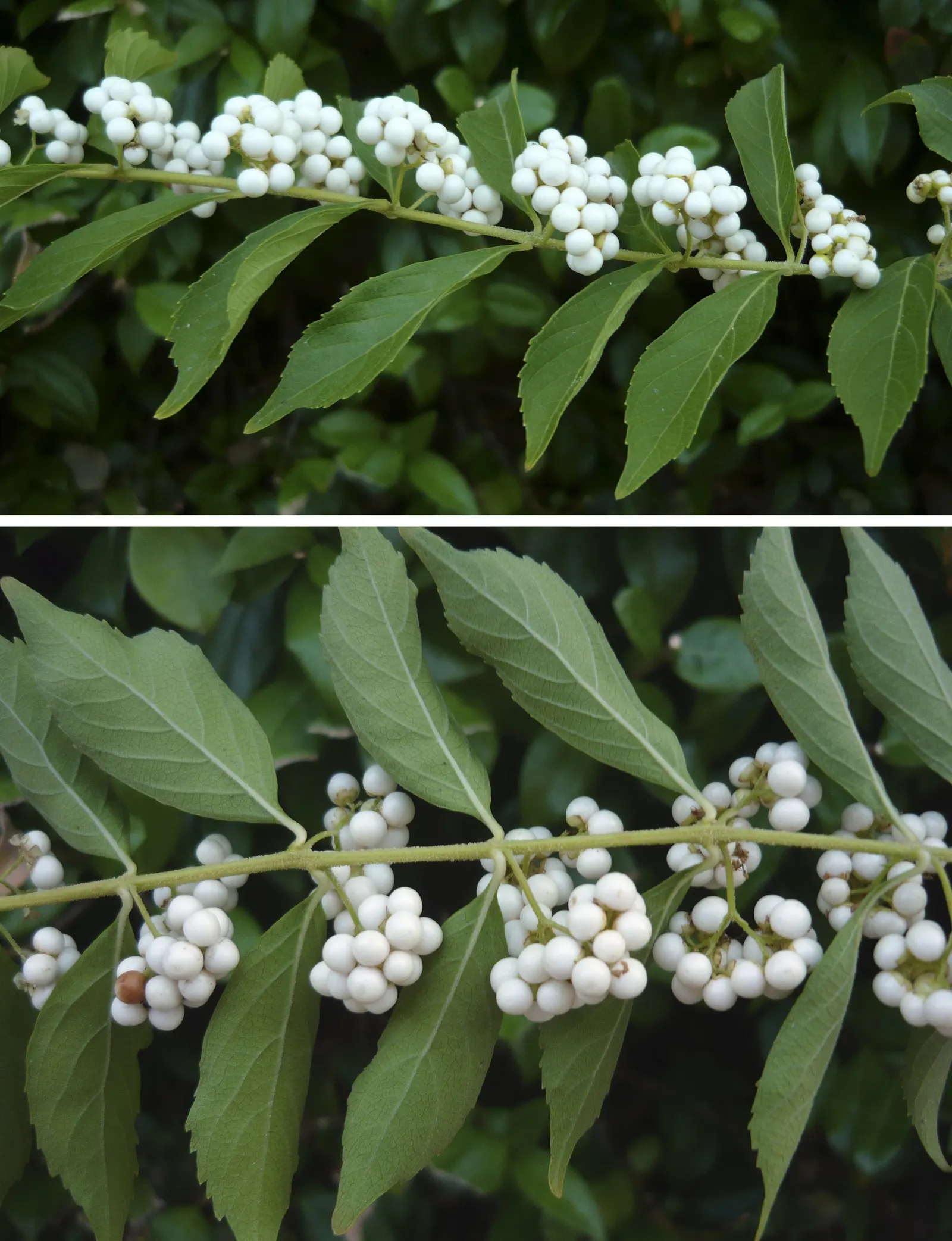 Purple Beautyberry, Chinese Beautyb (Callicarpa Dichotoma) — The Purple Beautyberry, or Callicarpa dichotoma, is an ornamental shrub prized for its, image 22