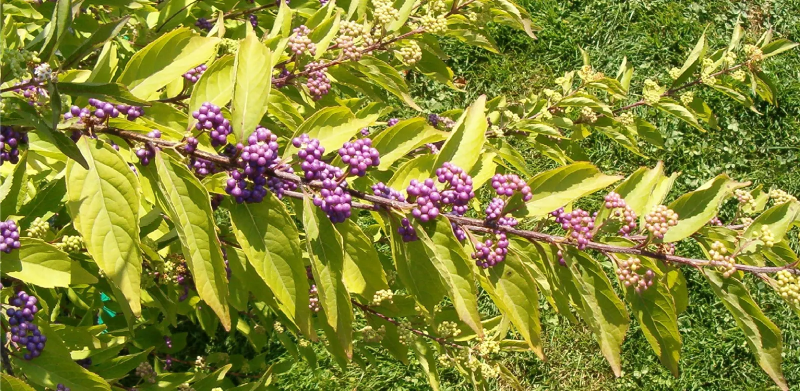 Purple Beautyberry, Chinese Beautyb (Callicarpa Dichotoma) — scientifically known as Callicarpa dichotoma; the Purple Beautyberry is relatively drought tolerant