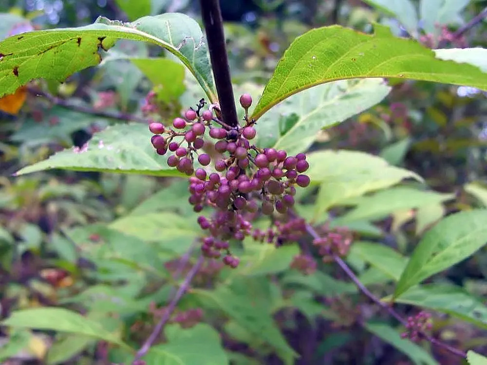 Purple Beautyberry, Chinese Beautyb (Callicarpa Dichotoma) — scientifically known as Callicarpa dichotoma