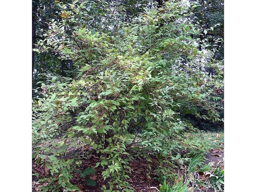 Purple Beautyberry, Chinese Beautyb (Callicarpa Dichotoma) — primarily for shaping or to remove any dead or broken branches