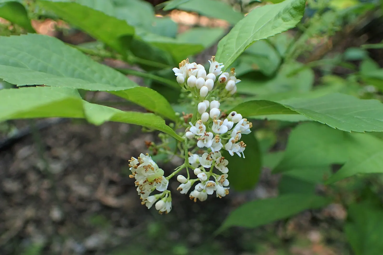 Purple Beautyberry, Chinese Beautyb (Callicarpa Dichotoma) — The plant thrives in full sun to partial shade and prefers well-drained soil, image 25