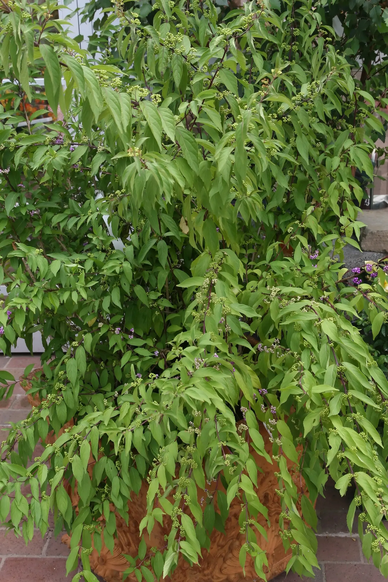 Purple Beautyberry, Chinese Beautyb (Callicarpa Dichotoma) — The Purple Beautyberry, or Callicarpa dichotoma, is an ornamental shrub prized for its vibrant