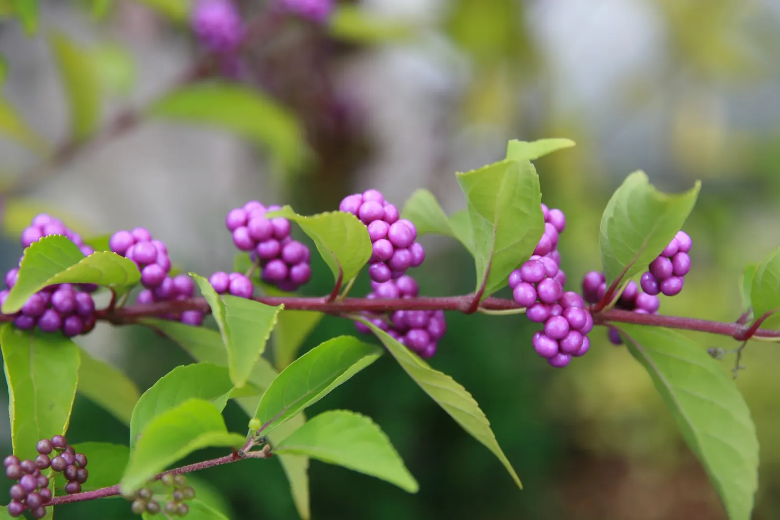 Purple Beautyberry, Chinese Beautyb (Callicarpa Dichotoma) — providing a fresh backdrop for the delicate clusters of pink to lavender flowers that bloom in the