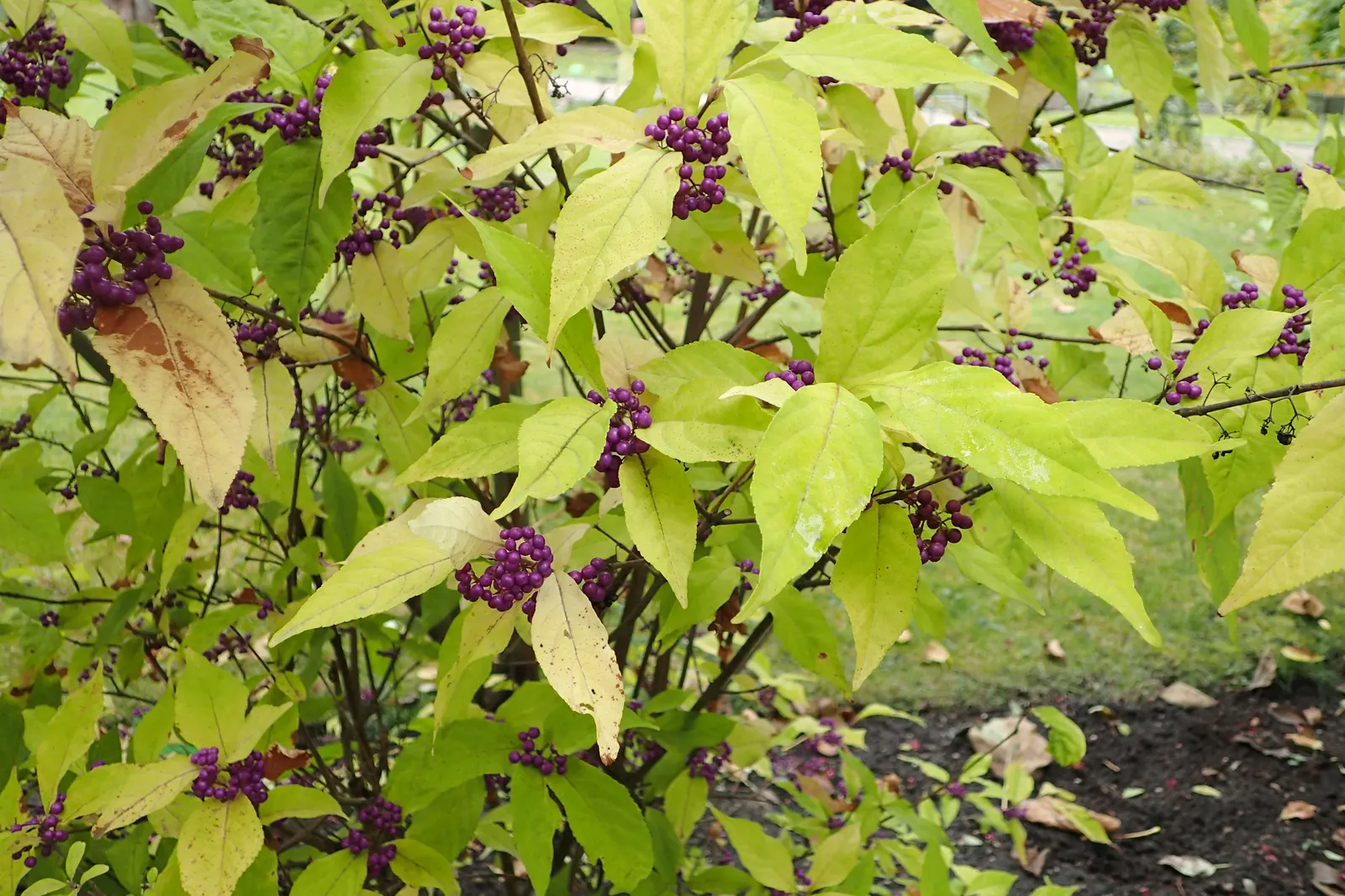 Purple Beautyberry, Chinese Beautyb (Callicarpa Dichotoma) — making it a graceful addition to the mid-ground layer of a garden landscape