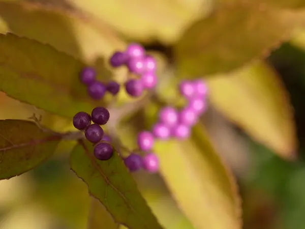 Purple Beautyberry, Chinese Beautyb (Callicarpa Dichotoma) — Following the floral display