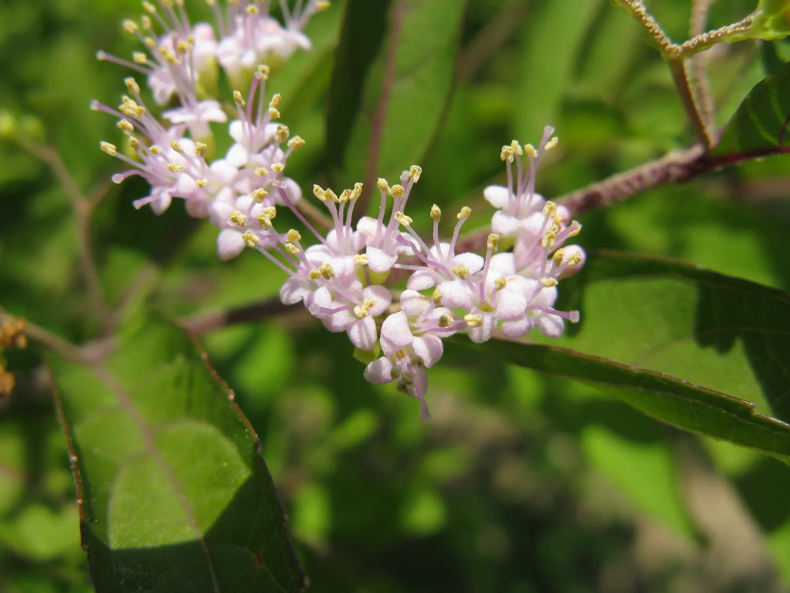 Purple Beautyberry, Chinese Beautyb (Callicarpa Dichotoma) — It reaches 4 to 6 feet in height and spreads approximately 4 feet