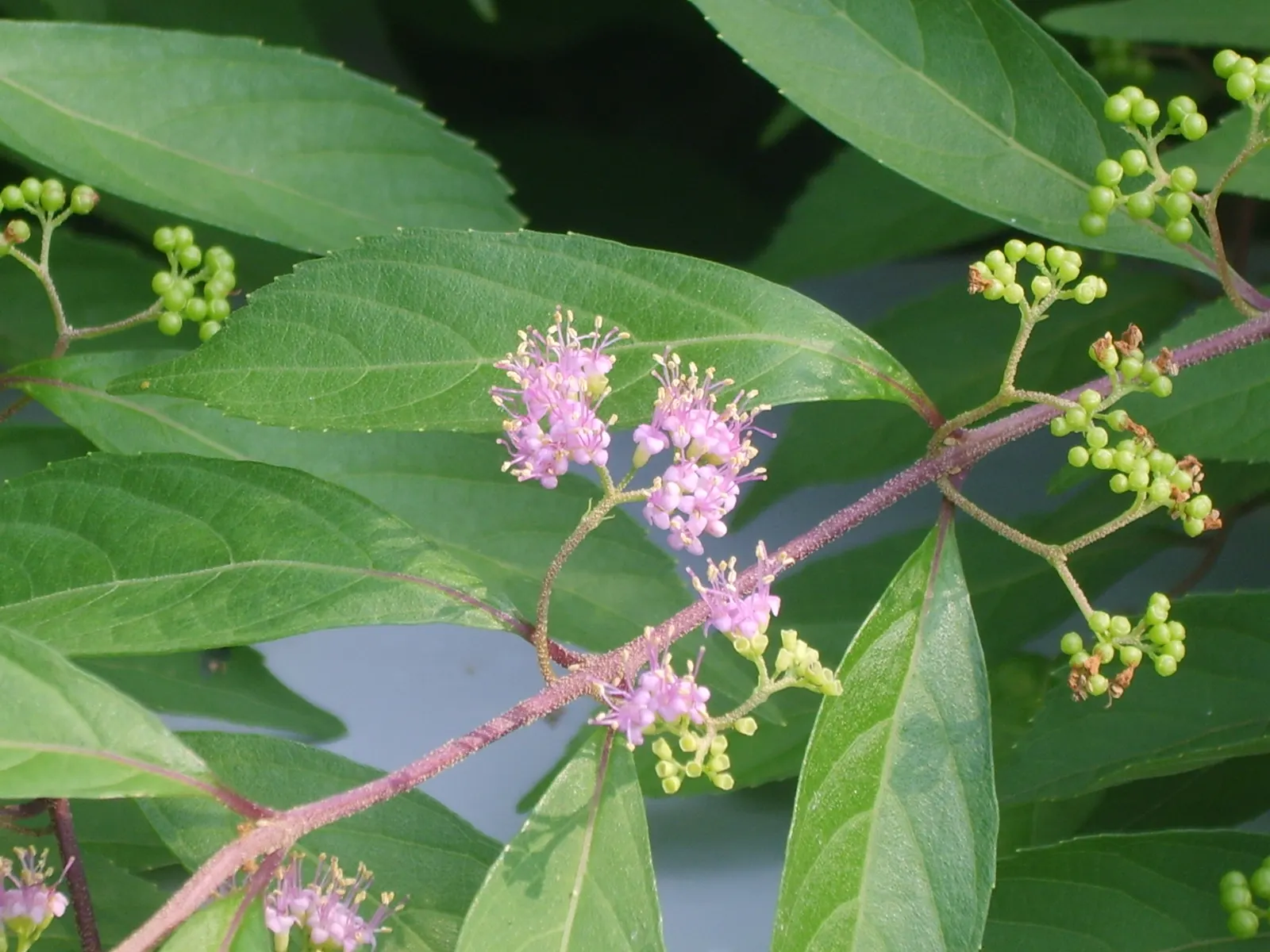 Purple Beautyberry, Chinese Beautyb (Callicarpa Dichotoma) — Regular watering is advised to establish a strong root system