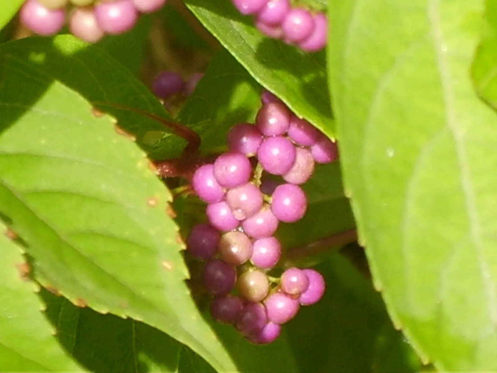 Purple Beautyberry, Chinese Beautyb (Callicarpa Dichotoma) — shrub for full or half