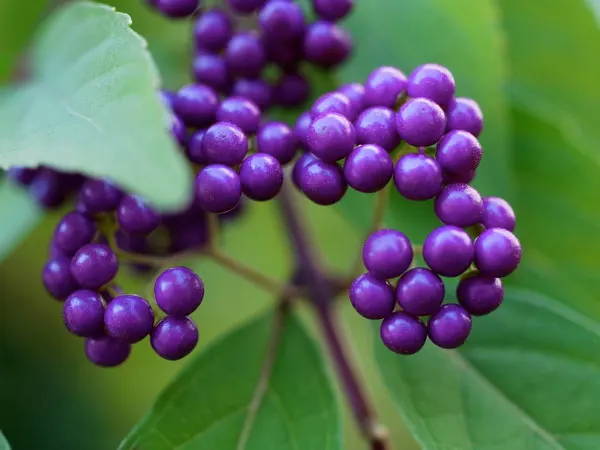 Purple Beautyberry, Chinese Beautyb (Callicarpa Dichotoma) — The arching branches contribute to a refined