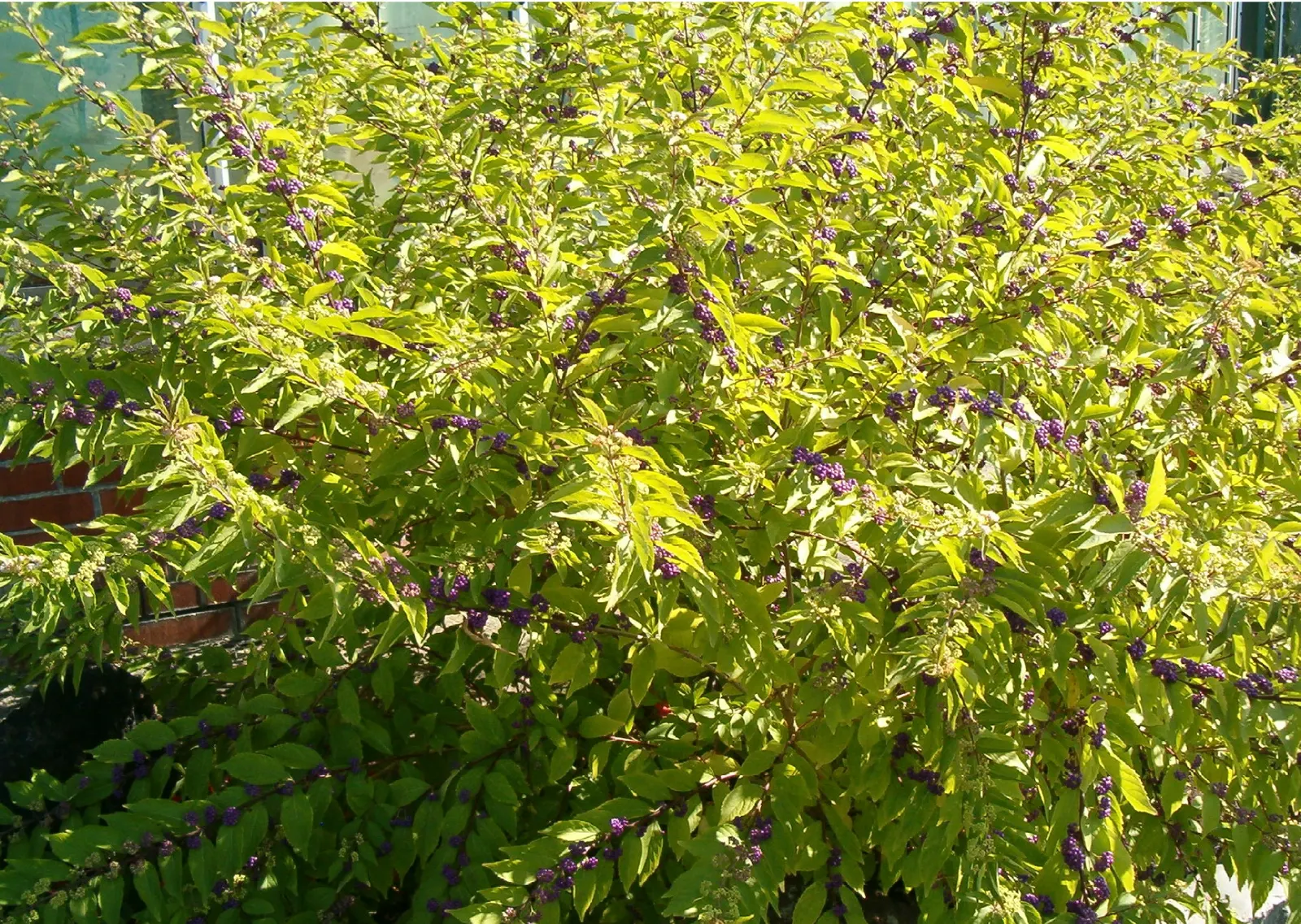 Purple Beautyberry, Chinese Beautyb (Callicarpa Dichotoma) — The showy berries attract birds and provide striking winter interest in the landscape; providing a