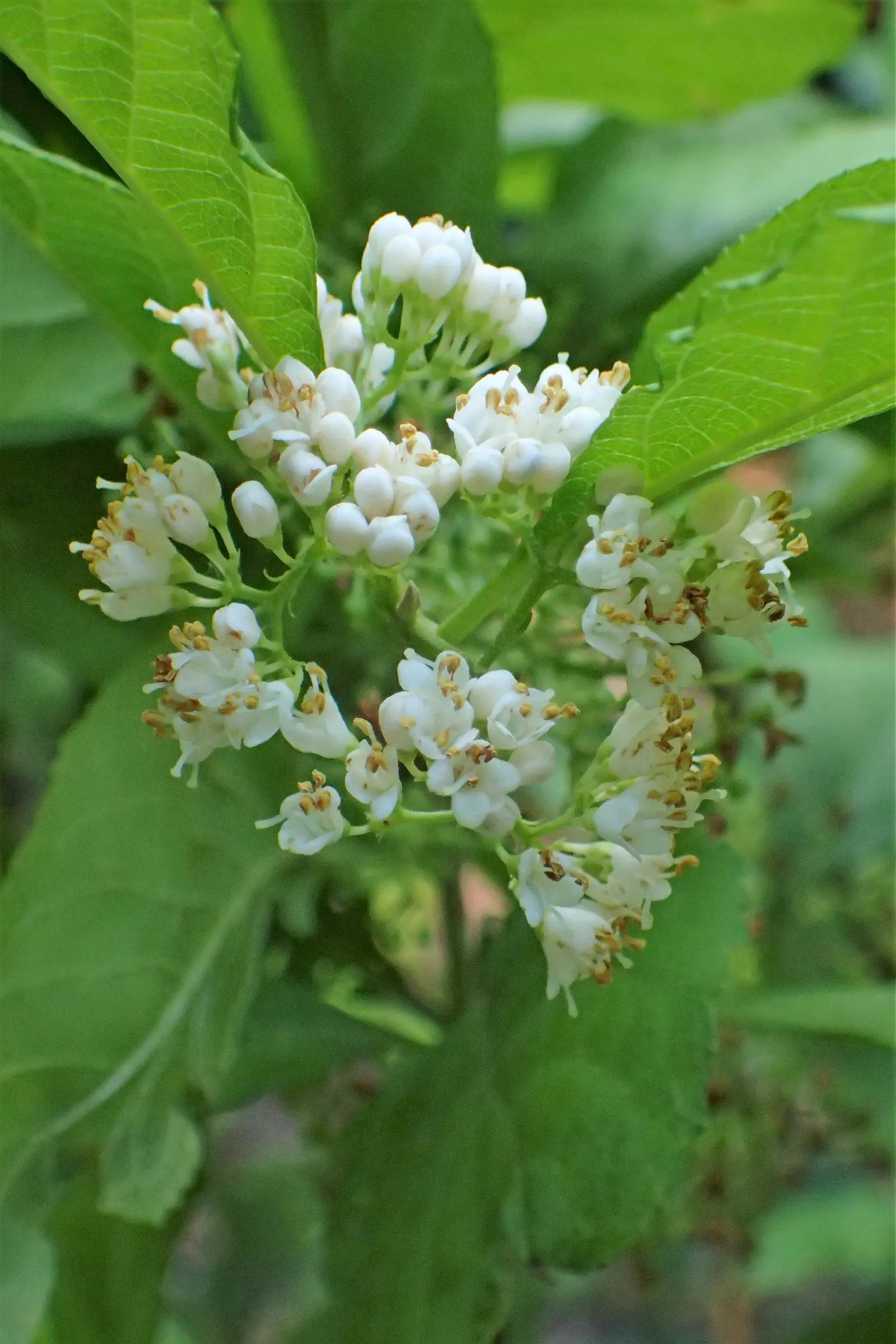 Purple Beautyberry, Chinese Beautyb (Callicarpa Dichotoma) — In summer, small pink flowers bloom, making way for berry clusters in fall; the Purple Beautyberry