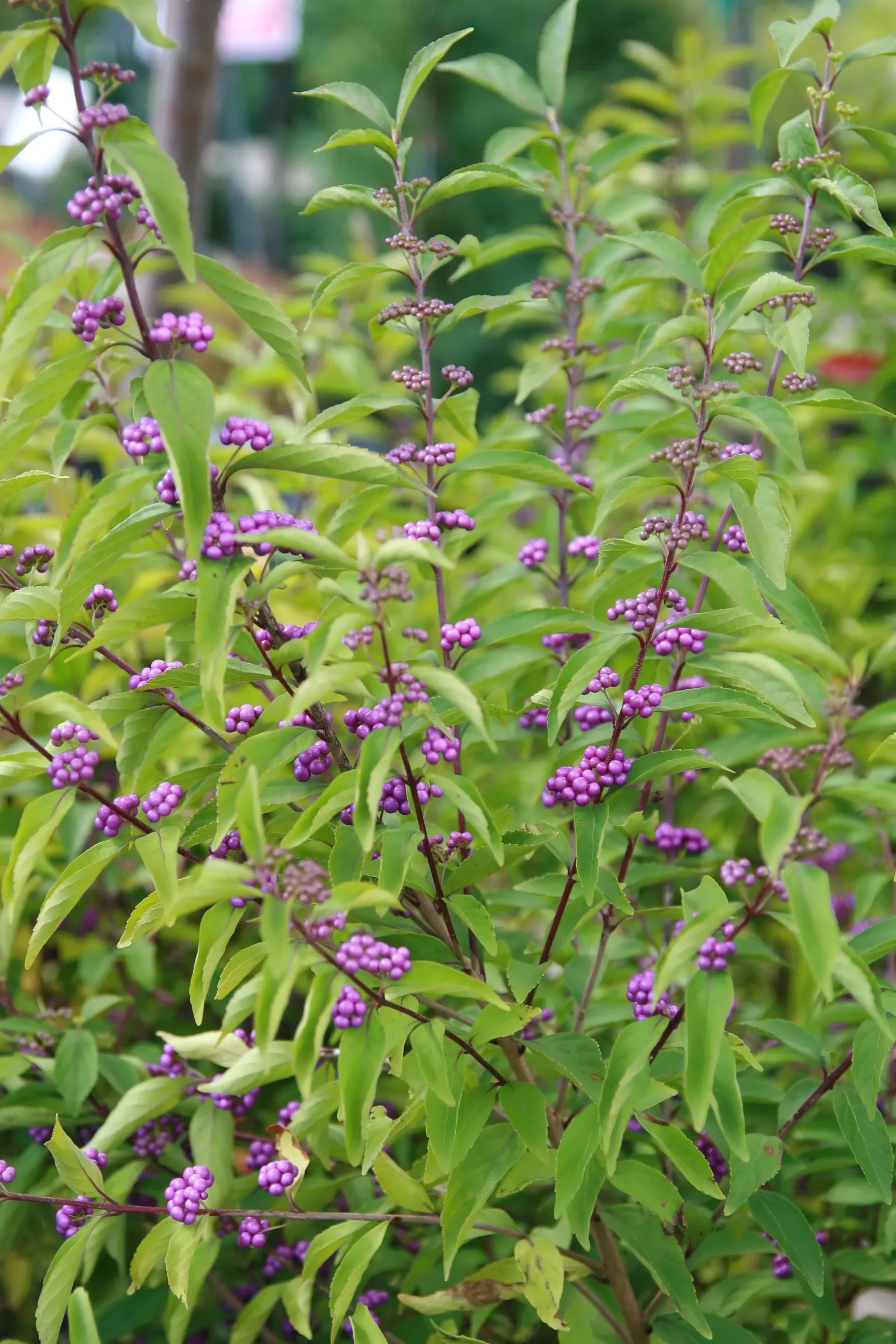 Purple Beautyberry, Chinese Beautyb (Callicarpa Dichotoma) — Callicarpa dichotoma thrives in full sun to partial shade and is adaptable to a variety of