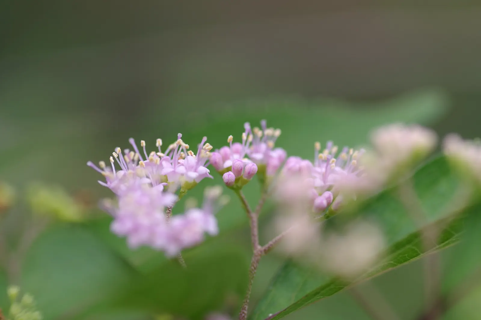 Purple Beautyberry, Chinese Beautyb (Callicarpa Dichotoma) — The plant thrives in full sun to partial shade and prefers well-drained soil