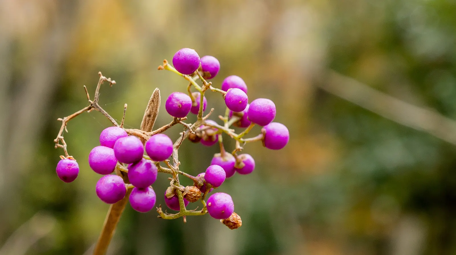 Purple Beautyberry, Chinese Beautyb (Callicarpa Dichotoma) — The showy berries attract birds and provide striking winter interest in the landscape