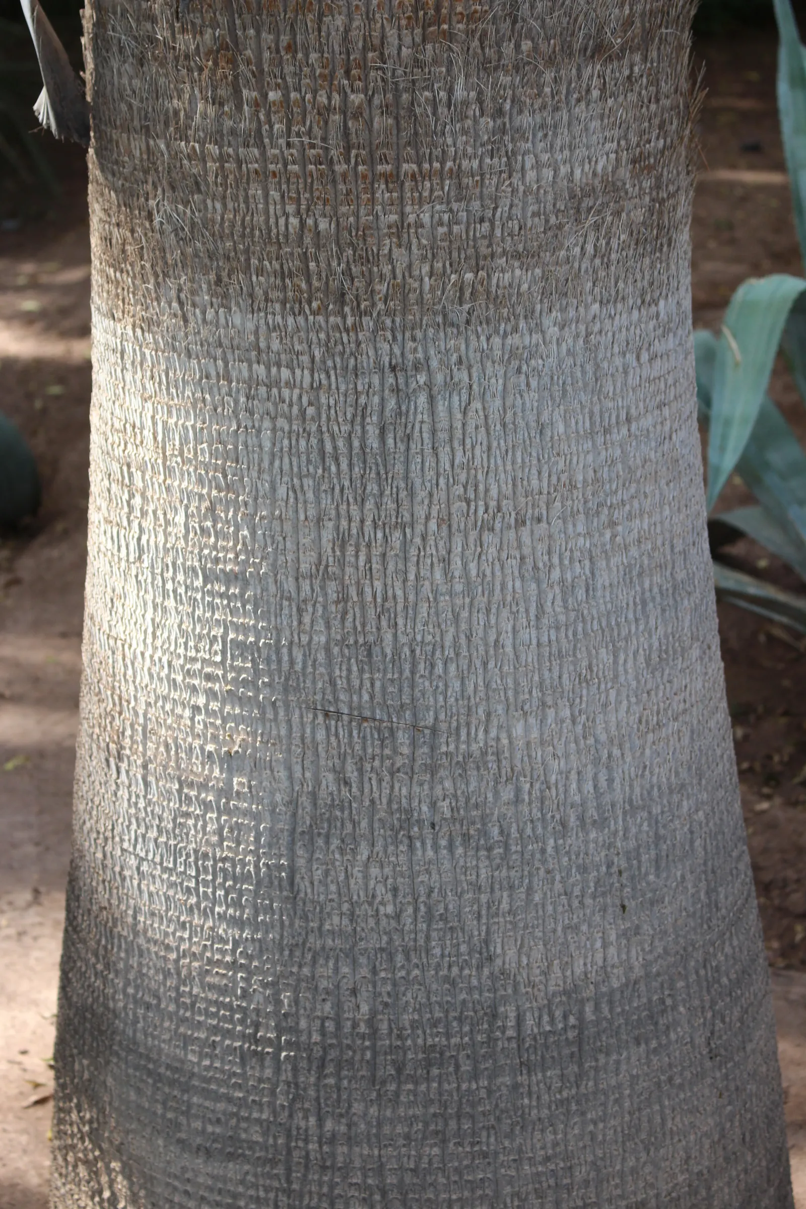 Mexican Fan Palm (Washingtonia Robusta) — the Mexican Fan Palm requires ample space to accommodate its grand scale; this low-maintenance palm adds vertical