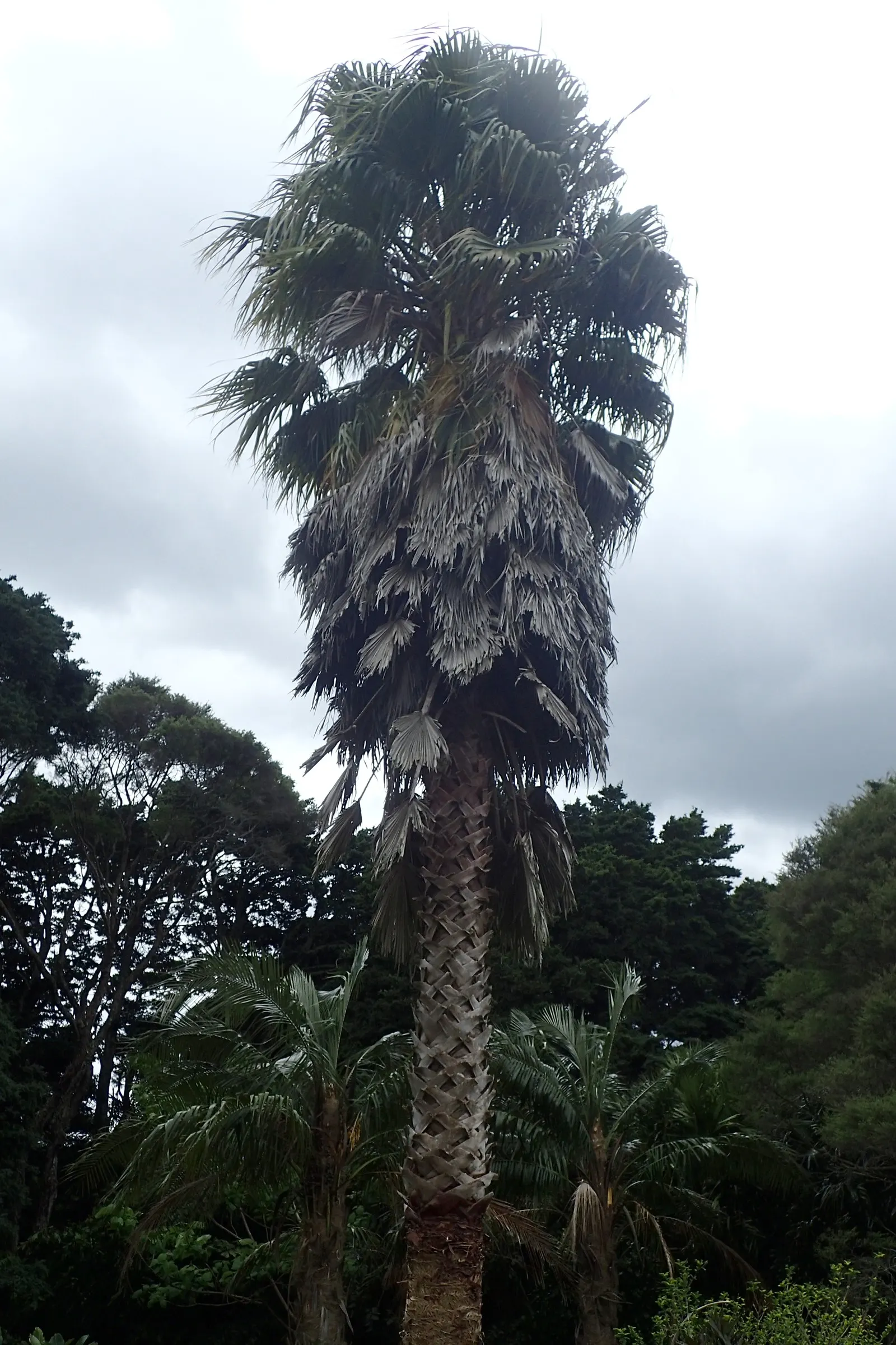 Mexican Fan Palm (Washingtonia Robusta) — The palm's crown boasts a splendid array of fan-shaped leaves, each measuring about 3 to 4 feet across