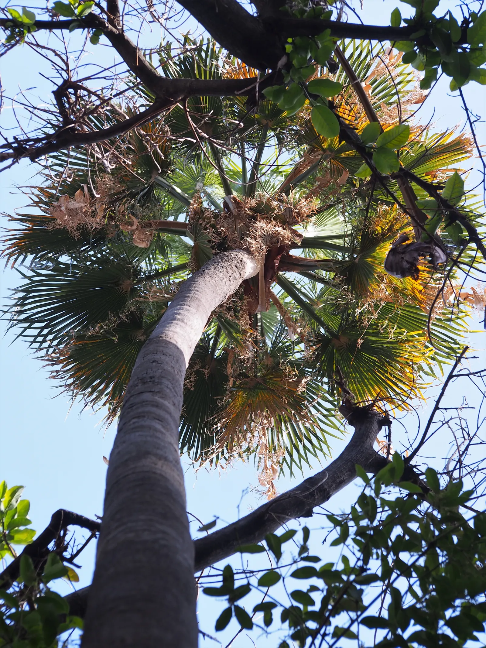 Mexican Fan Palm (Washingtonia Robusta) — it's crucial to plan carefully to avoid potential interference with overhead lines or adjacent structures; the