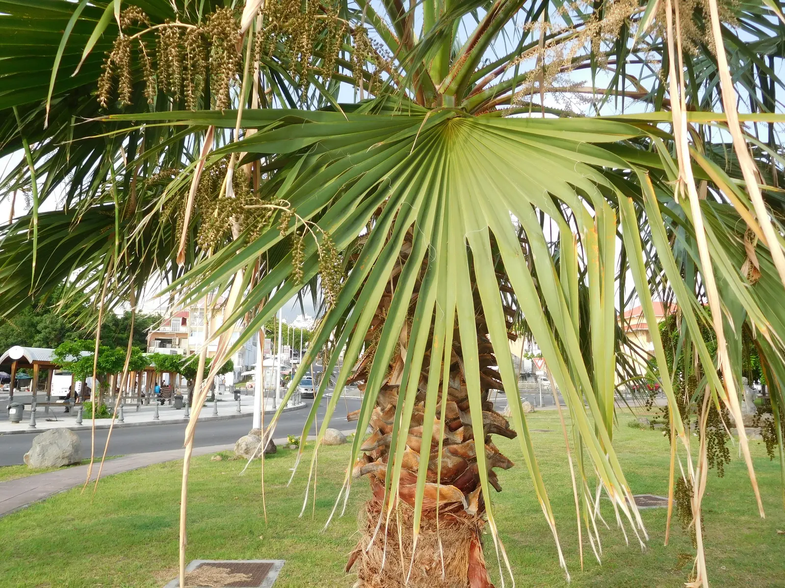 Mexican Fan Palm (Washingtonia Robusta) — imparting an air of elegance to the garden scape.<br><br>For best performance; this robust palm is renowned for its
