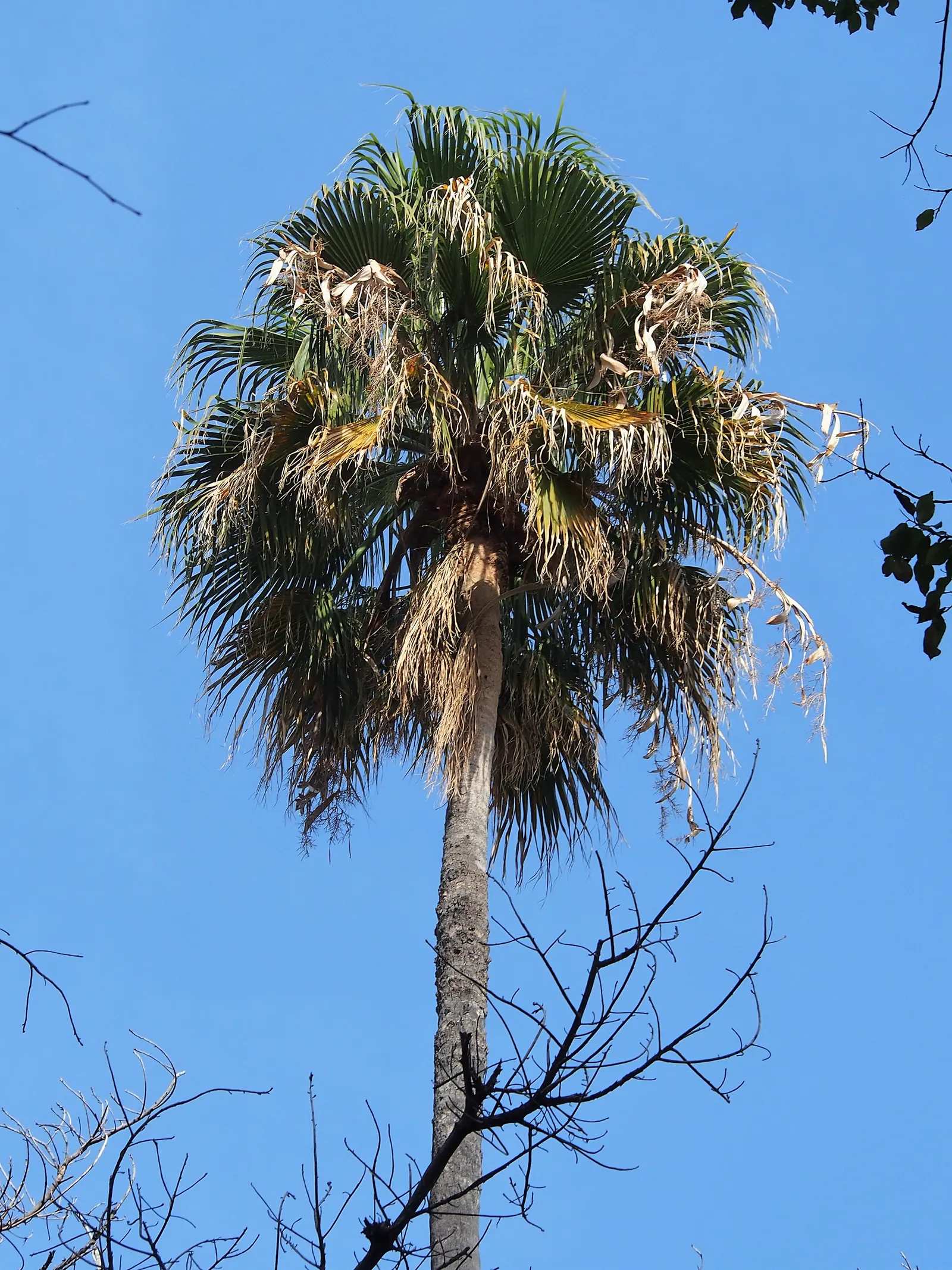 Mexican Fan Palm (Washingtonia Robusta) — stands majestically as a landmark species in any landscape design; hardy in USDA zones 9-11, it prefers, image 56