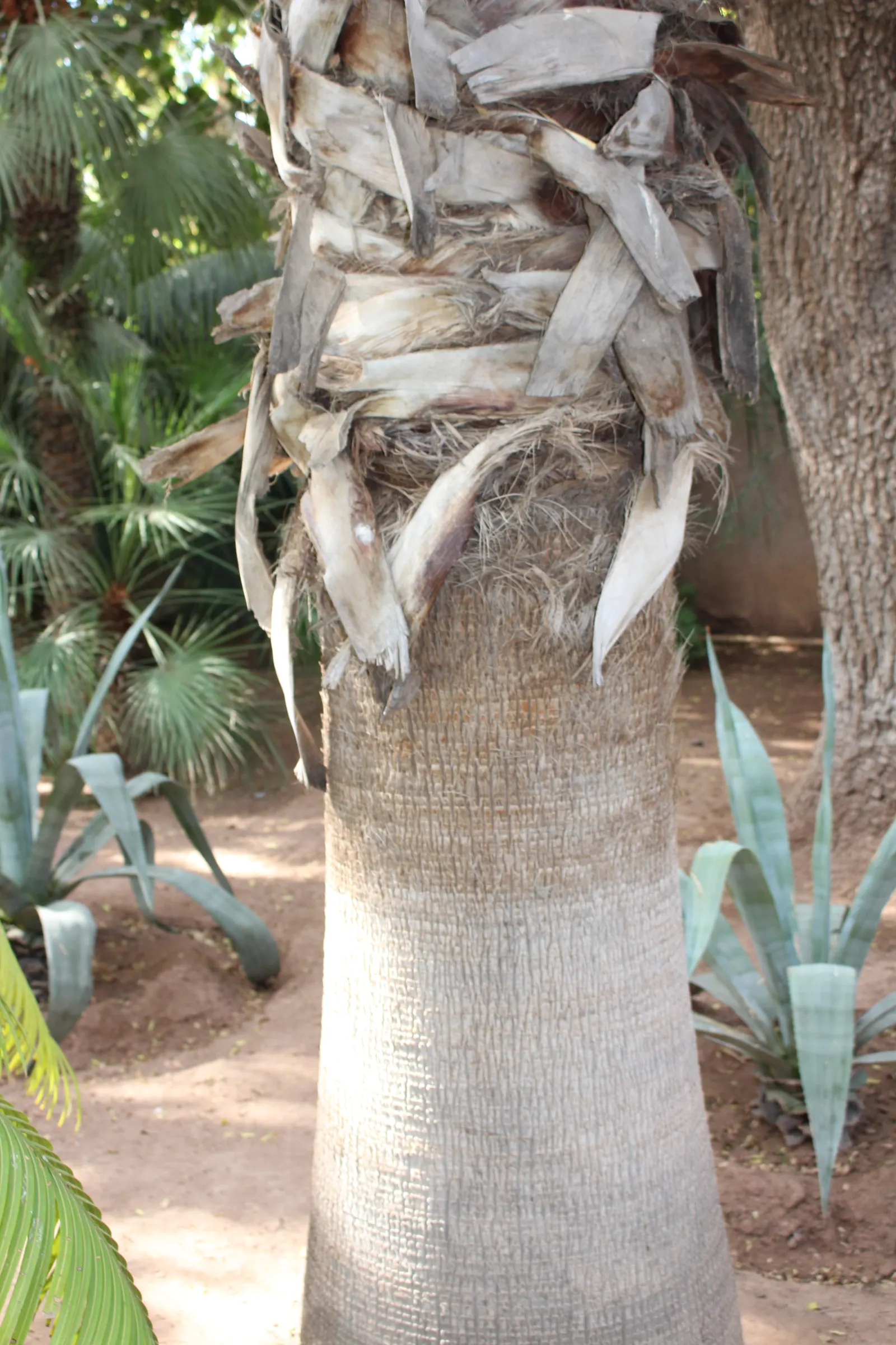 Mexican Fan Palm (Washingtonia Robusta) — and they are known for their rapid growth rate; palm for full