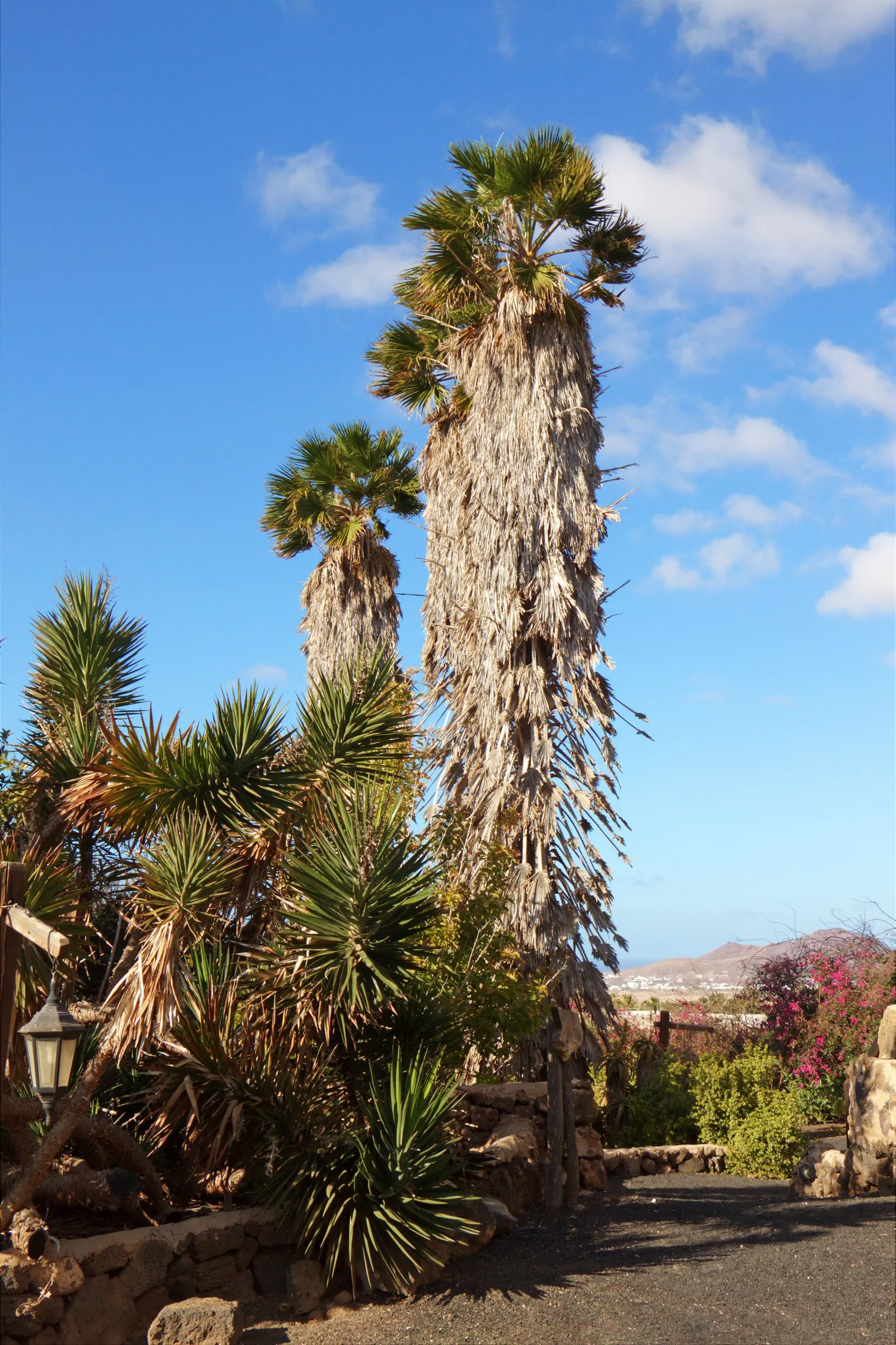 Mexican Fan Palm (Washingtonia Robusta) — the Mexican Fan Palm requires ample space to accommodate its grand scale