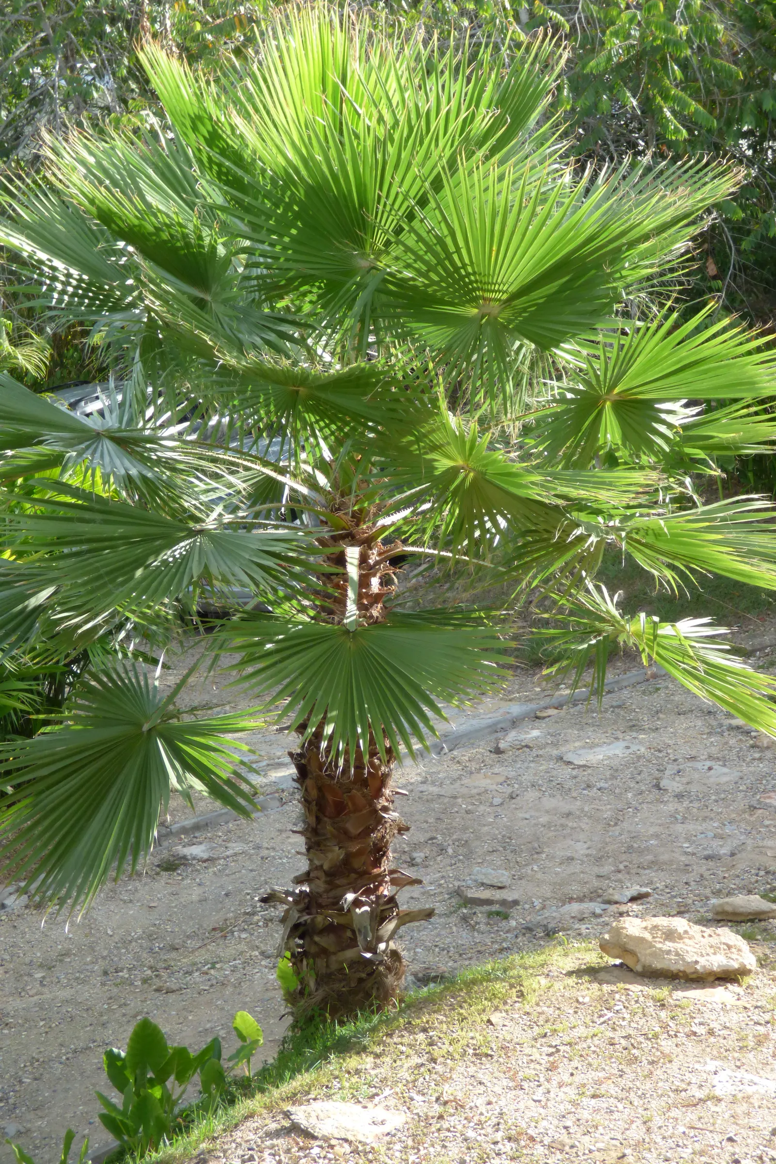 Mexican Fan Palm (Washingtonia Robusta) — The gray-green to blue-green fronds are held aloft on 3 to 5-foot petioles
