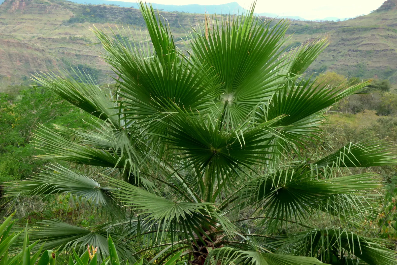 Mexican Fan Palm (Washingtonia Robusta) — making it an excellent choice for xeriscaping; mexican Fan Palms thrive in USDA zones 9 to 11