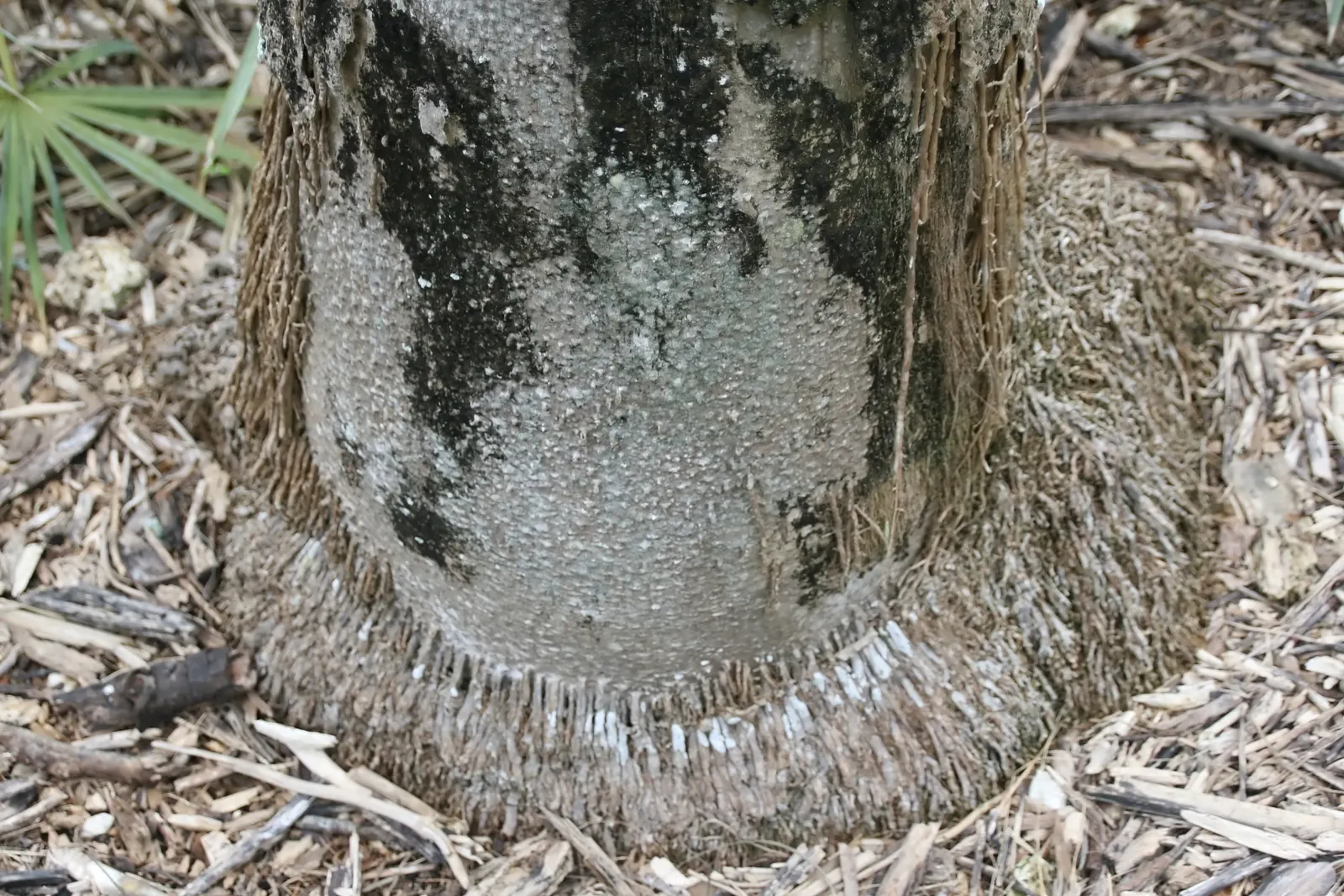 Mexican Fan Palm (Washingtonia Robusta) — Hardy in USDA zones 9-11, it prefers full sun and well-drained soil; stands majestically as a landmark species in any