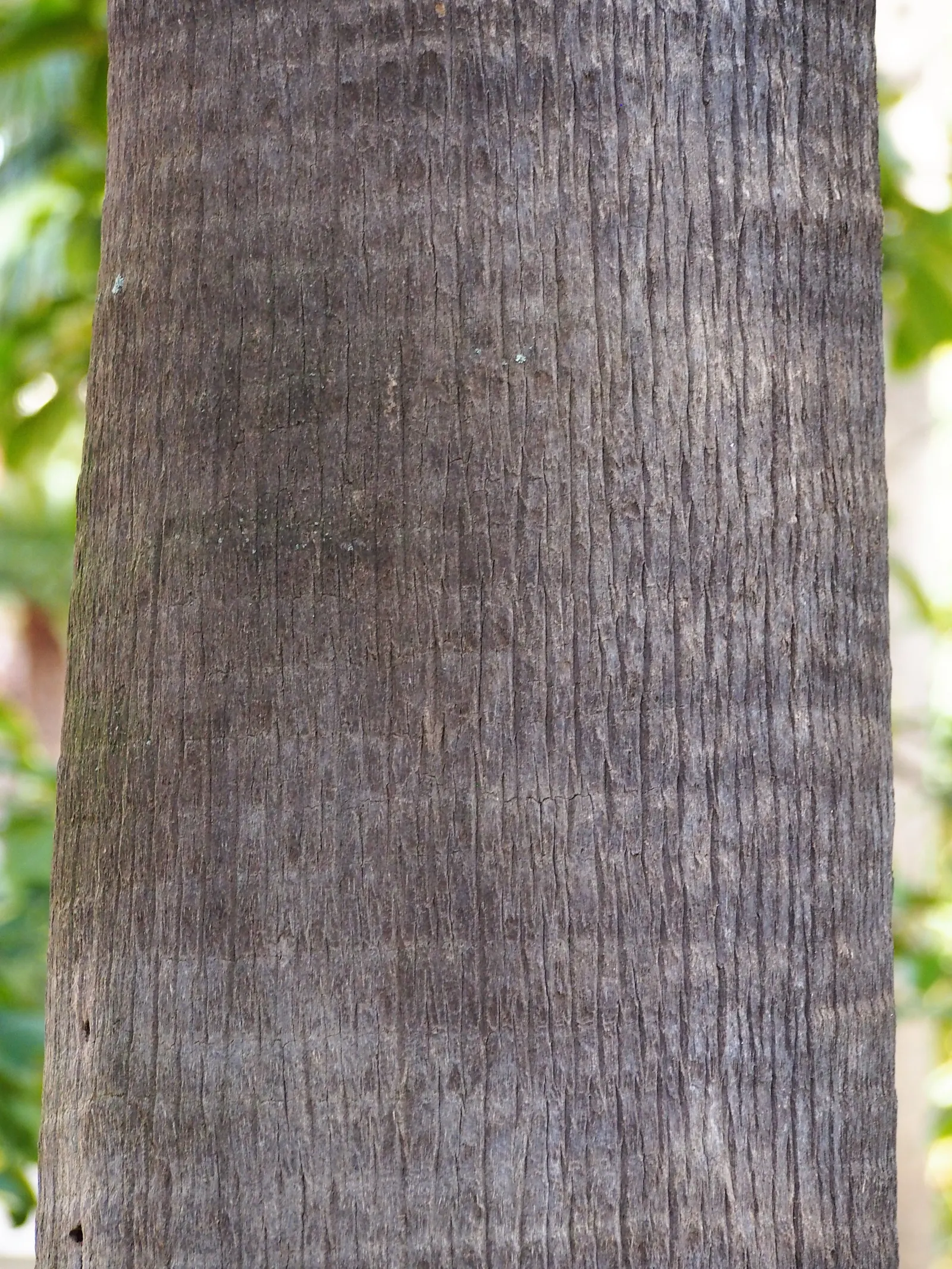 Mexican Fan Palm (Washingtonia Robusta) — The palm's crown boasts a splendid array of fan-shaped leaves, each measuring about 3 to 4 feet across, image 61