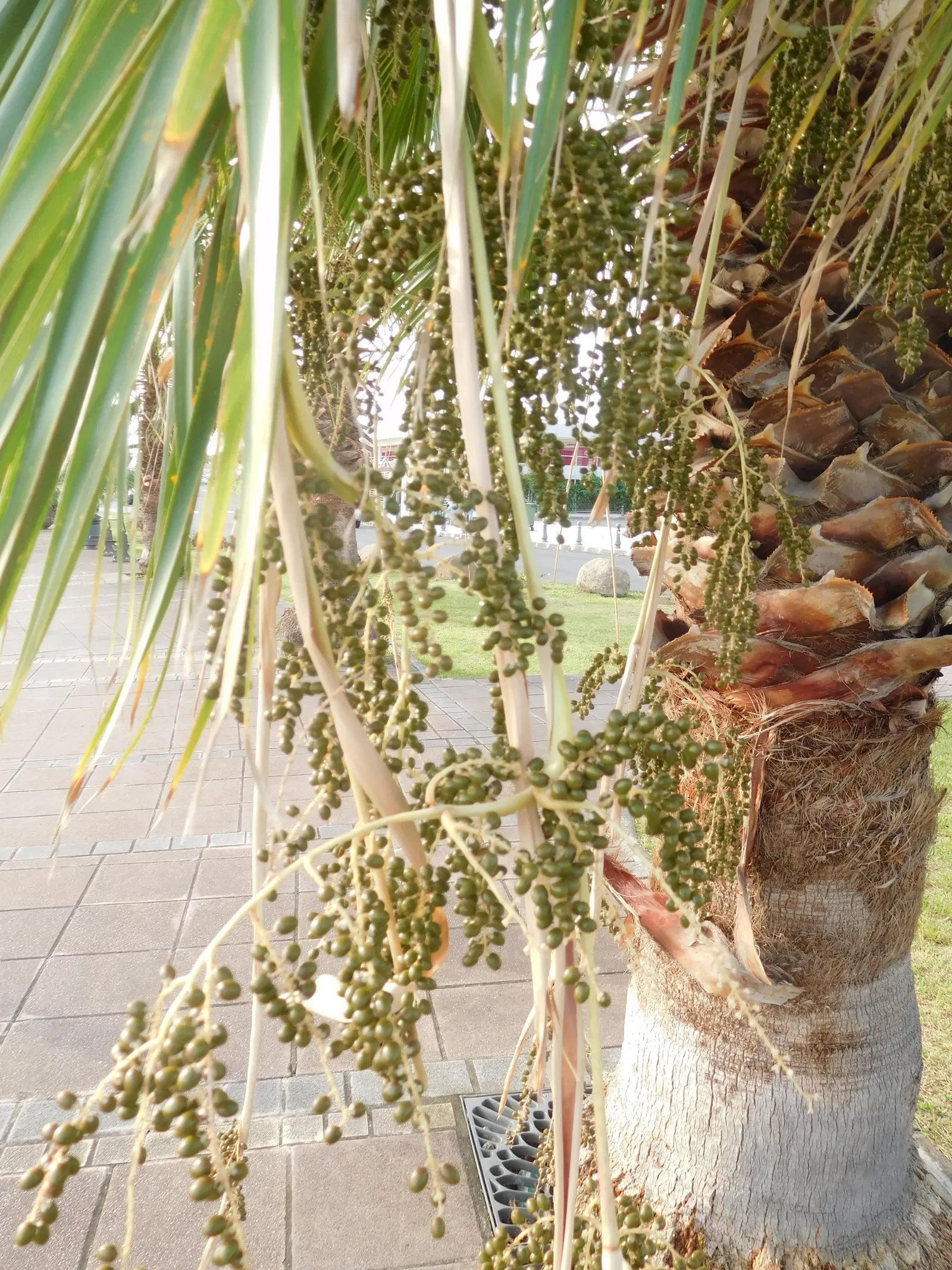 Mexican Fan Palm (Washingtonia Robusta) — tall palm with an elegant; expect this towering beauty to reach heights between 70 to 100 feet, image 50