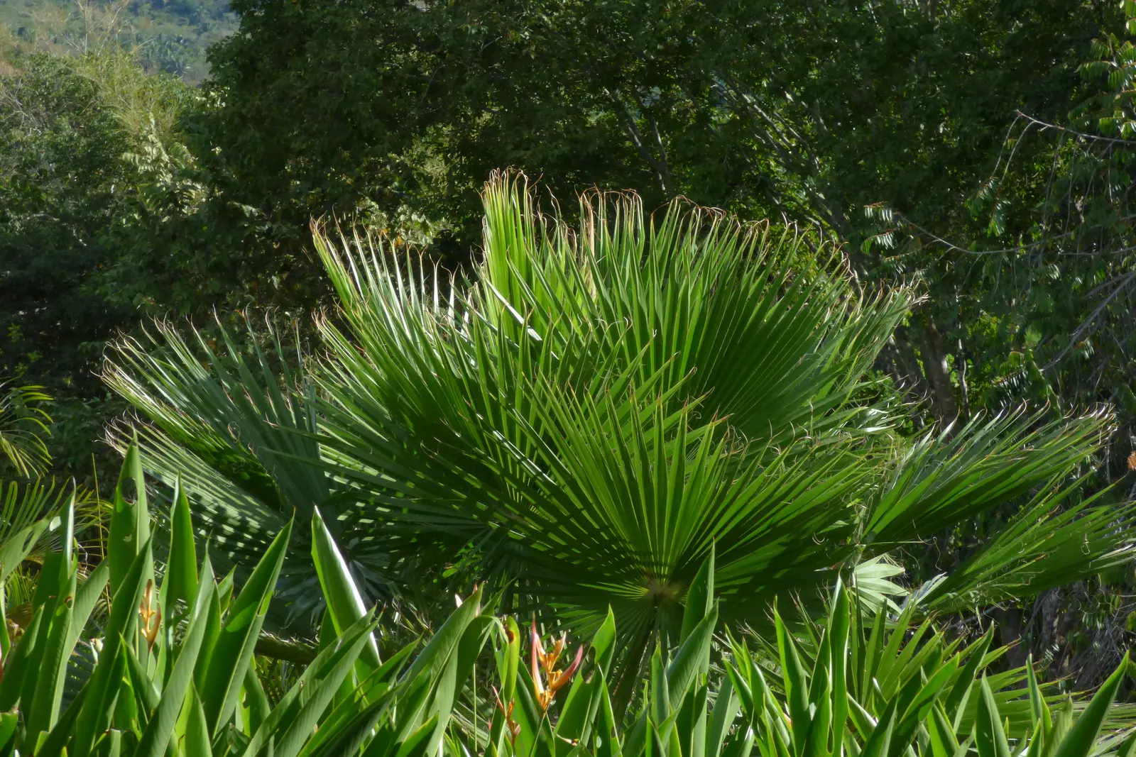Mexican Fan Palm (Washingtonia Robusta) — Drought-tolerant once established; considering their eventual height