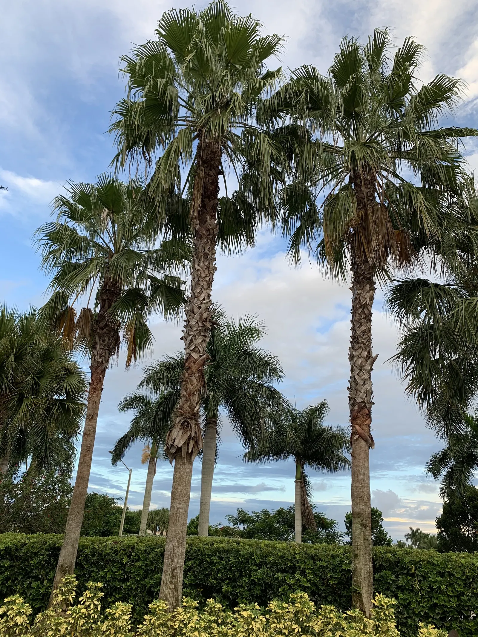 Mexican Fan Palm (Washingtonia Robusta) — The Mexican Fan Palm (Washingtonia robusta) is a striking