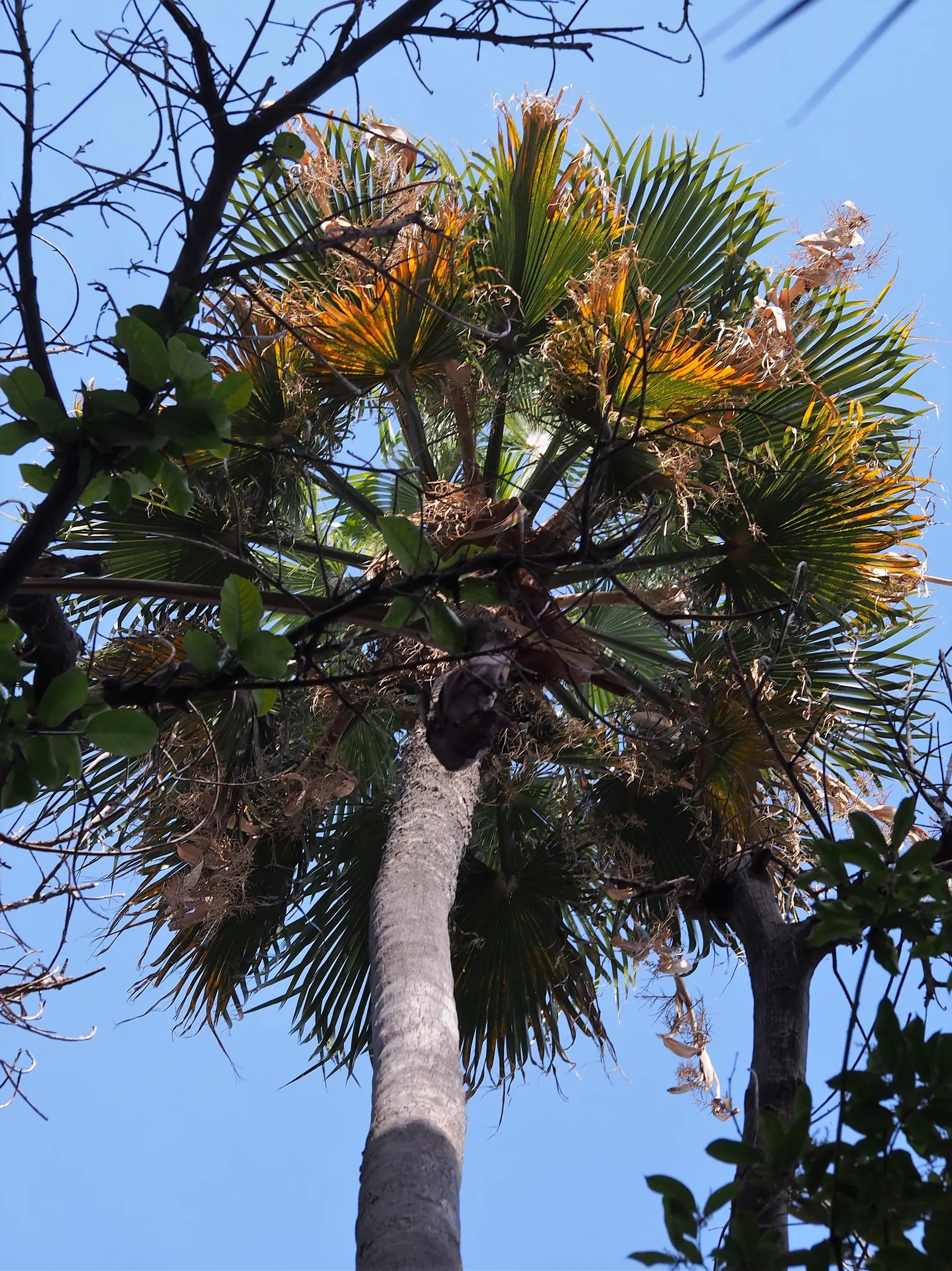 Mexican Fan Palm (Washingtonia Robusta) — It enjoys full sun and is highly tolerant of drought conditions once established; the palm's crown boasts a splendid