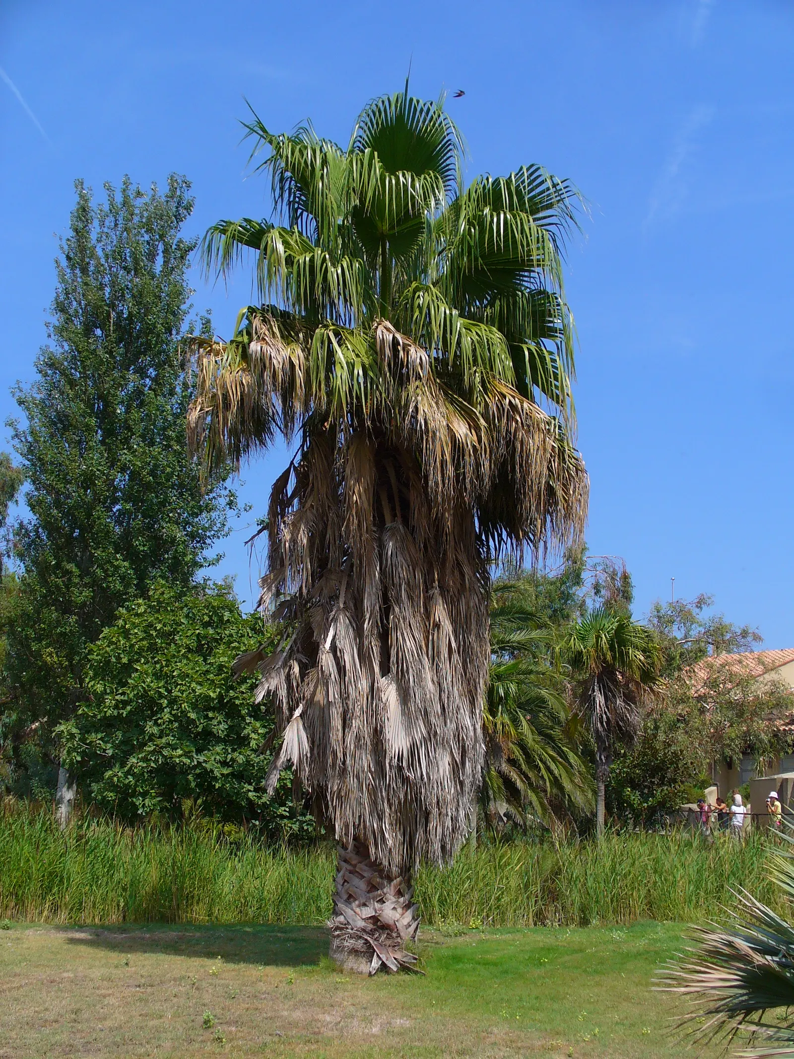Mexican Fan Palm (Washingtonia Robusta) — slender trunk that can reach up to 100 feet; this palm's impressive silhouette against the skyline will provide a