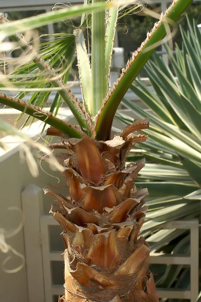 Mexican Fan Palm (Washingtonia Robusta) — stands majestically as a landmark species in any landscape design