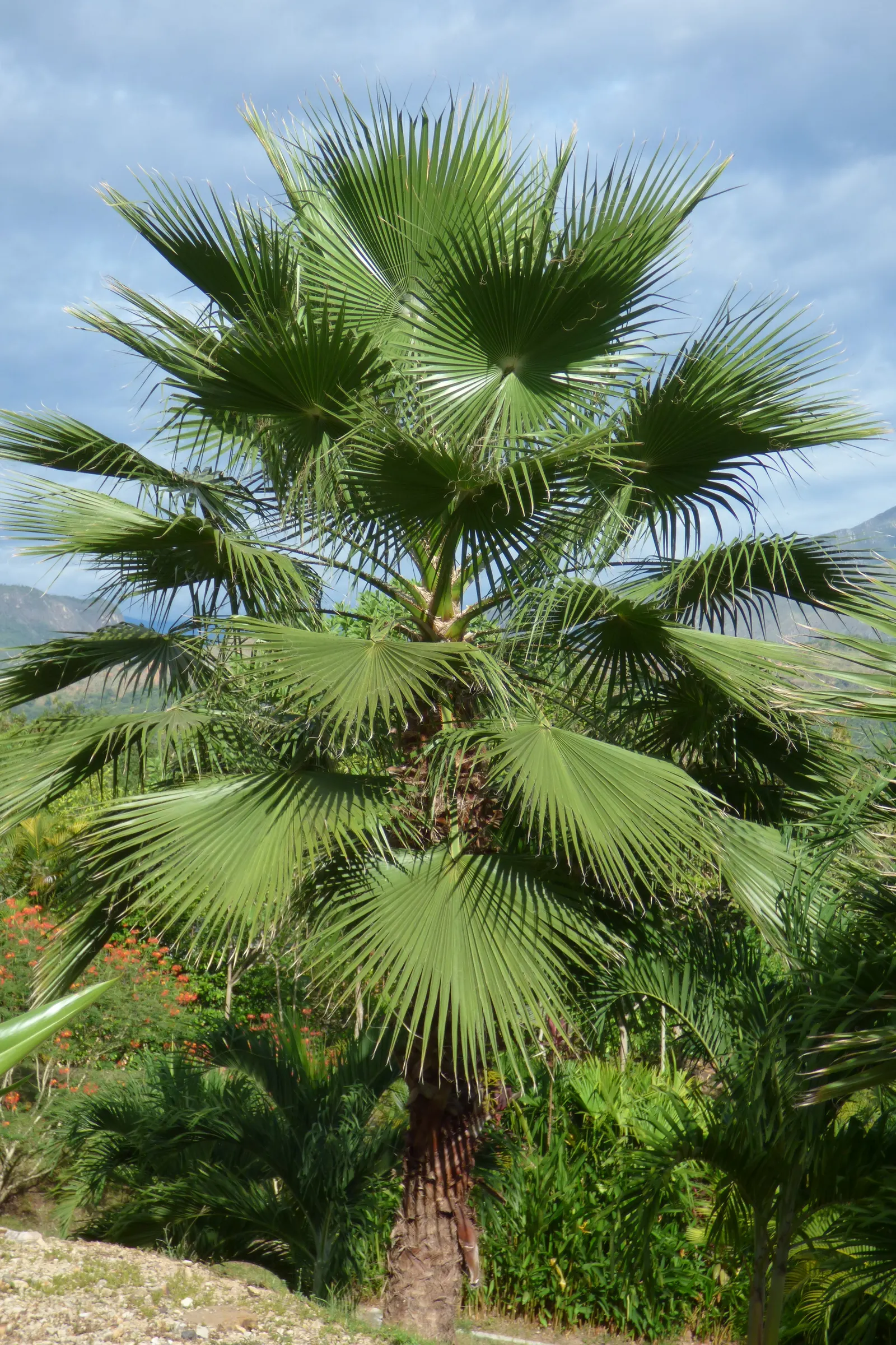 Mexican Fan Palm (Washingtonia Robusta) — This palm's impressive silhouette against the skyline will provide a striking vertical element; slender, image 66