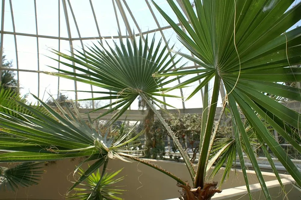 Mexican Fan Palm (Washingtonia Robusta) — with a trunk diameter typically between 1 to 2 feet; originating from the arid regions of Baja California and Sonora