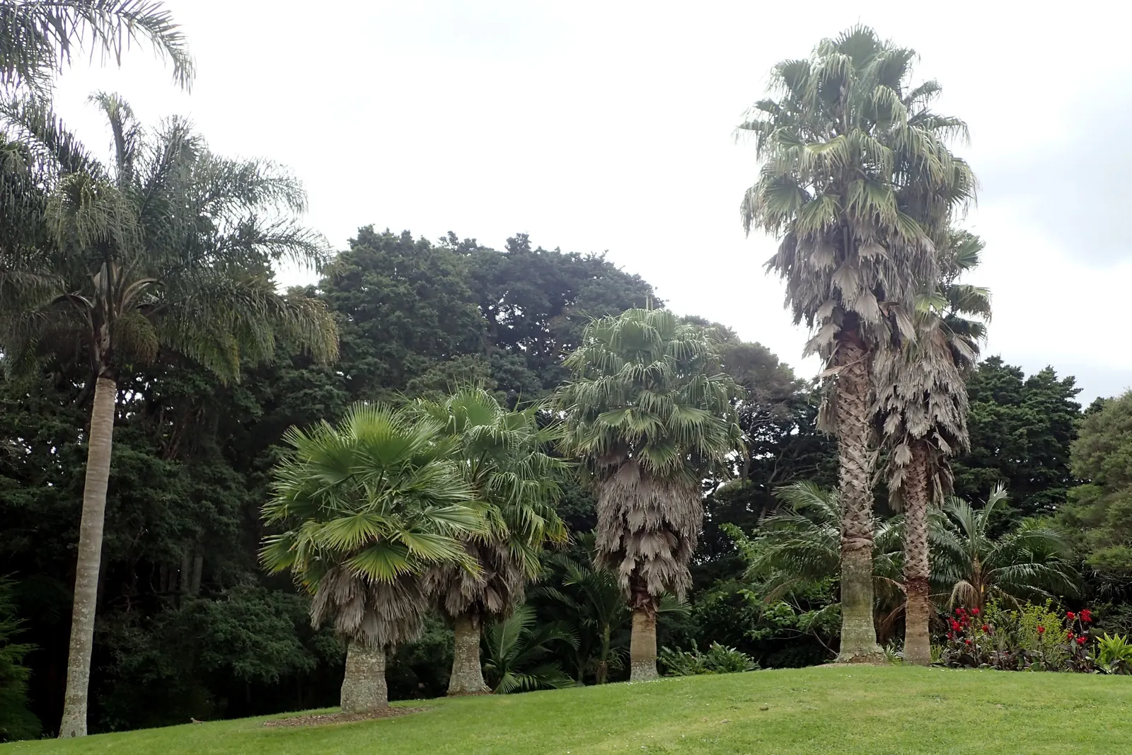 Mexican Fan Palm (Washingtonia Robusta) — It enjoys full sun and is highly tolerant of drought conditions once established; the palm's crown boasts, image 64