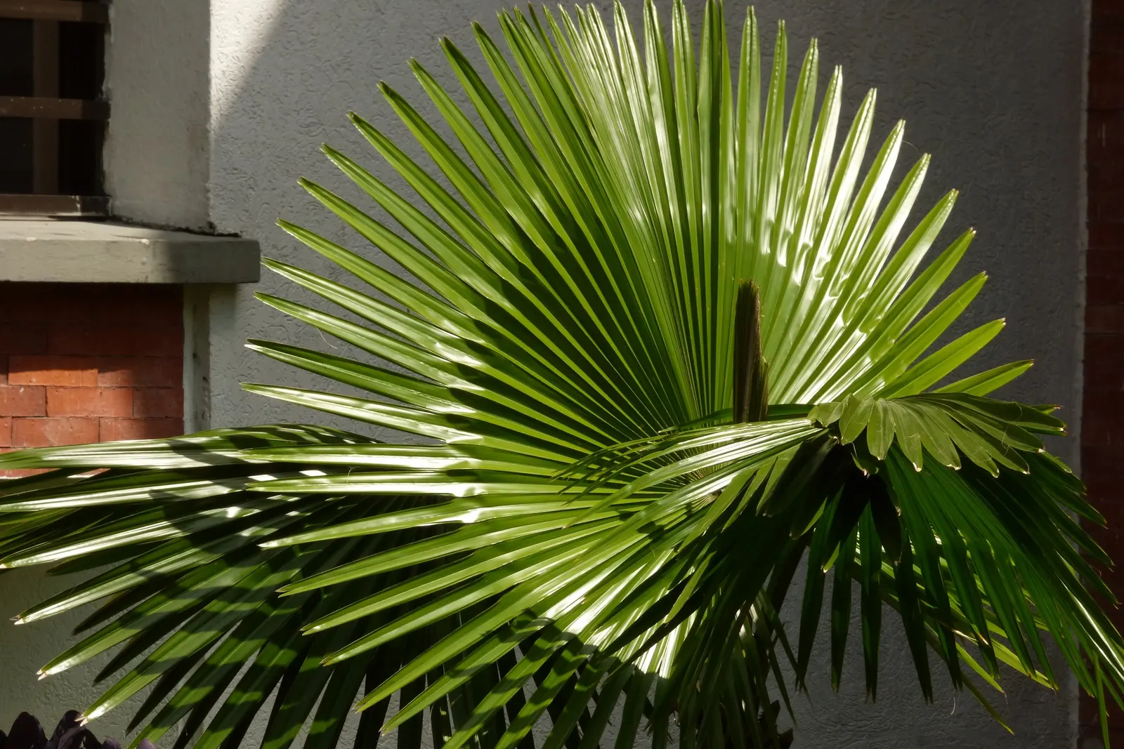 Mexican Fan Palm (Washingtonia Robusta) — The Mexican Fan Palm (Washingtonia robusta) is a striking; its large, fan-shaped leaves create a dramatic, image 49
