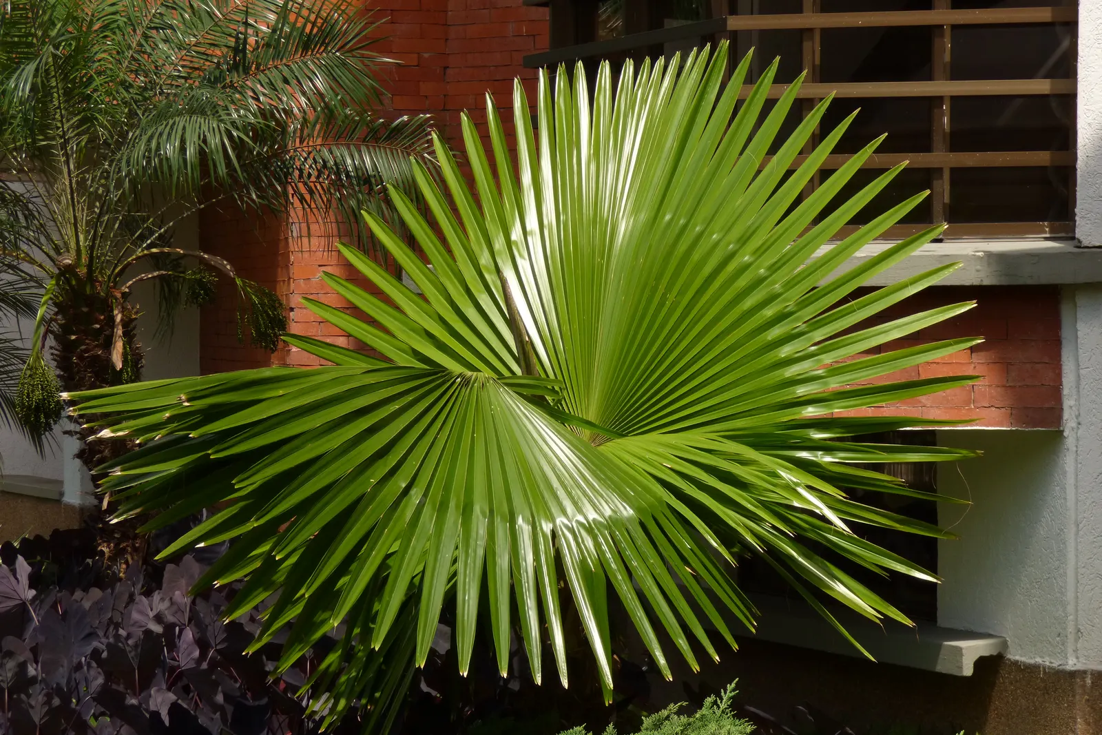 Mexican Fan Palm (Washingtonia Robusta) — slender trunk that can reach up to 100 feet; this palm's impressive silhouette against the skyline will, image 51