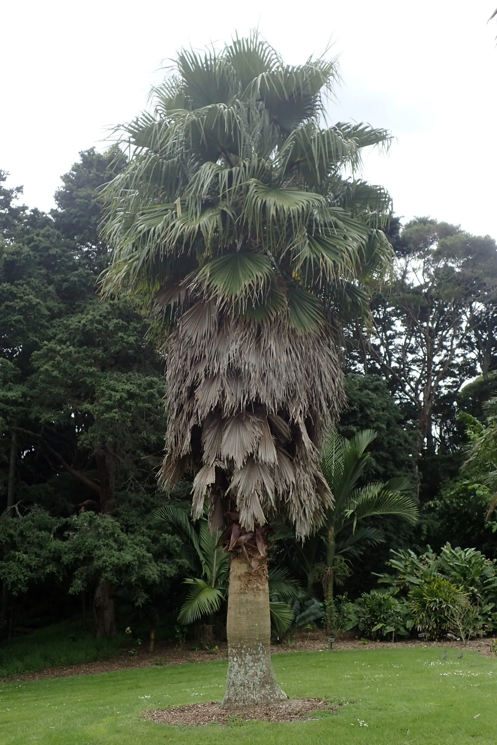 Mexican Fan Palm (Washingtonia Robusta) — Its large, fan-shaped leaves create a dramatic canopy around 5 feet wide