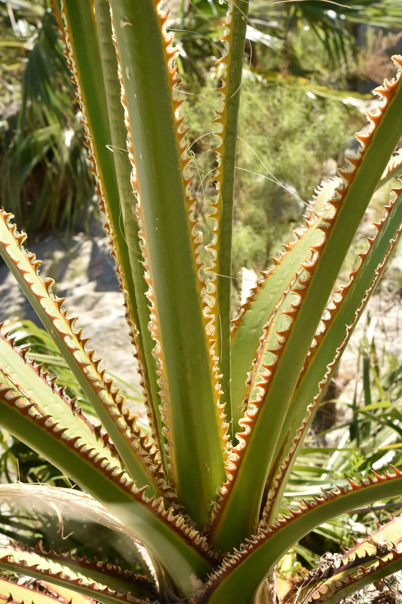 Mexican Fan Palm (Washingtonia Robusta) — The gray-green to blue-green fronds are held aloft on 3 to 5-foot petioles; it's crucial to plan, image 62