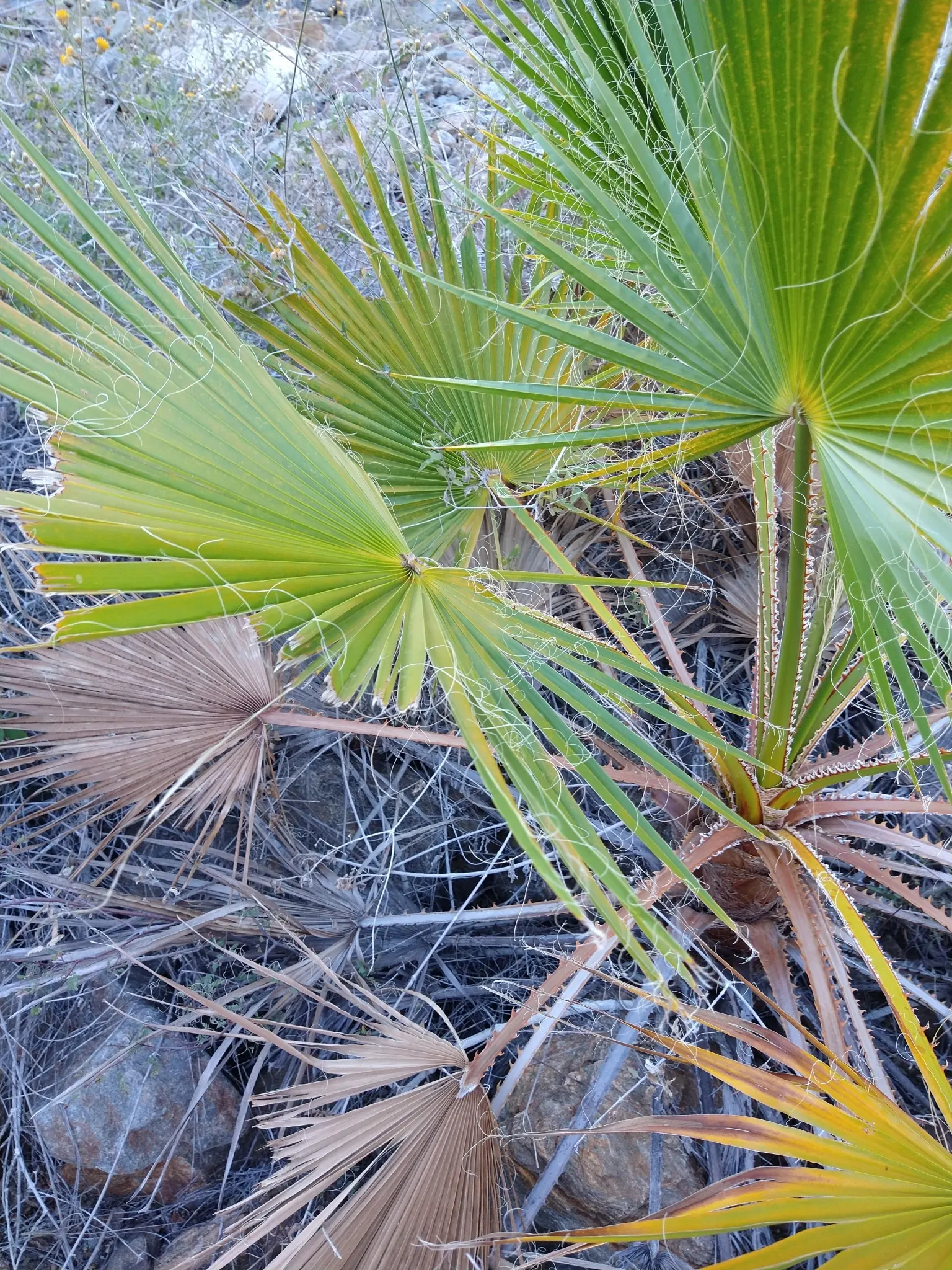 Mexican Fan Palm (Washingtonia Robusta) — The Mexican Fan Palm (Washingtonia robusta) is a striking; its large, fan-shaped leaves create a dramatic canopy