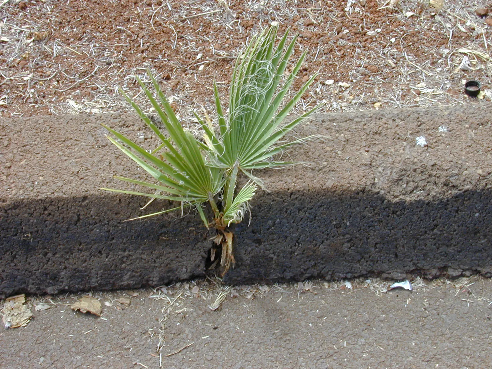 Mexican Fan Palm (Washingtonia Robusta) — palm for full; and they are known for their rapid growth rate